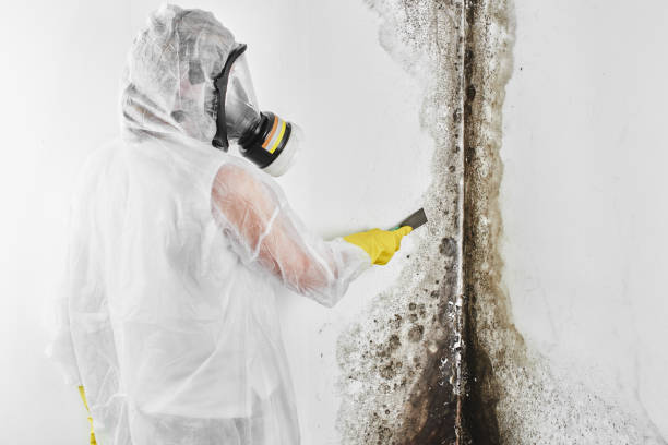 Best Kitchen Mold Remediation in South Hill, VA
