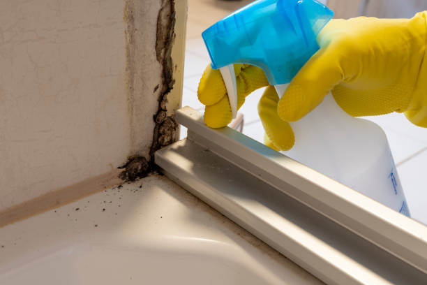 Best Mold Remediation for Specific Building Types in South Hill, VA