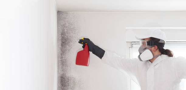 Reliable South Hill, VA Mold Remediation Solutions