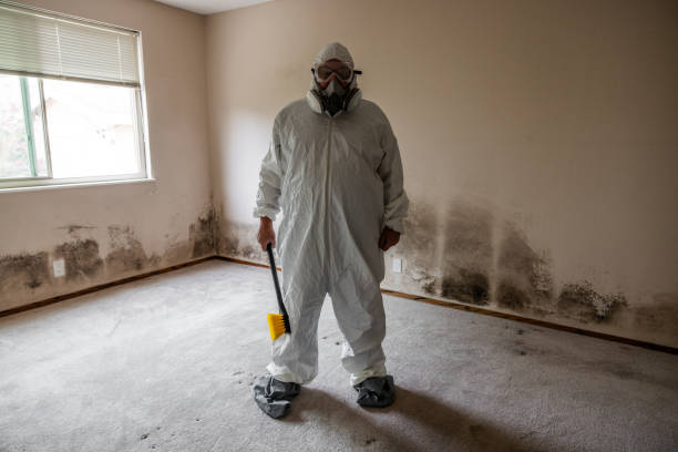 Best Black Mold Remediation in South Hill, VA